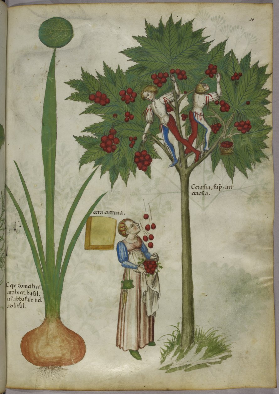 Løg og kirsebærtræ, ca. 1440 (blæk og farve på pergament) af Italian School