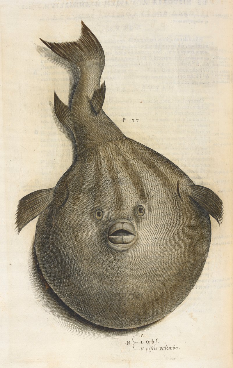 Verden Pesci Palombo, illustration fra 