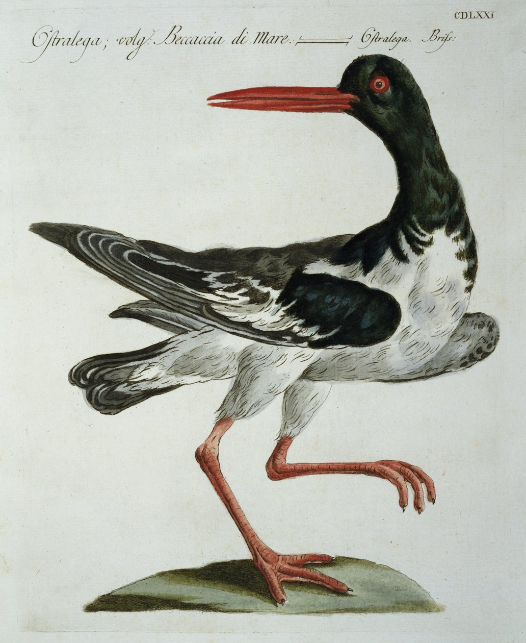 Oyster Catcher, ca. 1767-76 (håndfarvet gravering) af Italian School