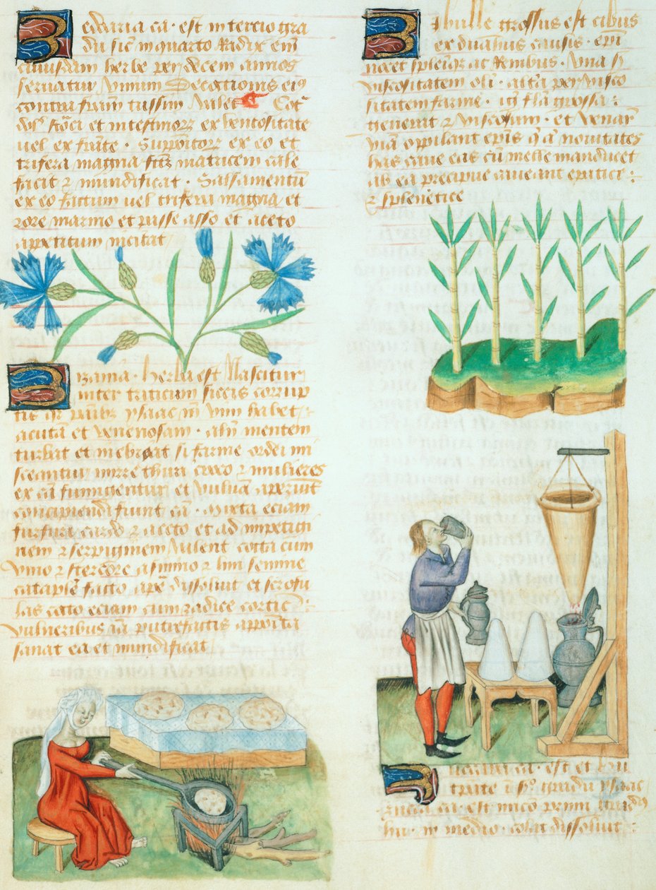 Side fra Tractatus de Herbis af Dioscorides Pedanius af Italian School