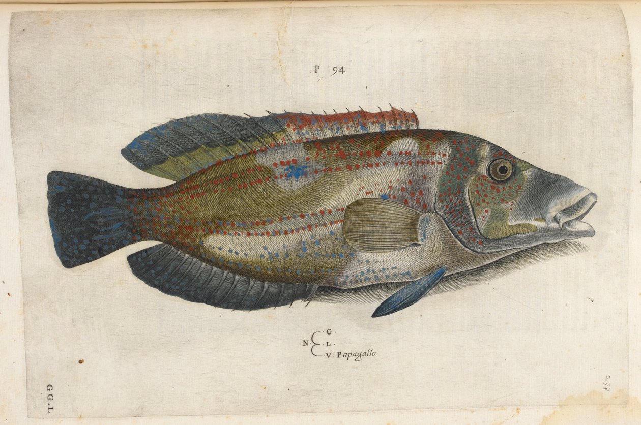 Papegøje (Nematistius pectoralis), illustration fra 