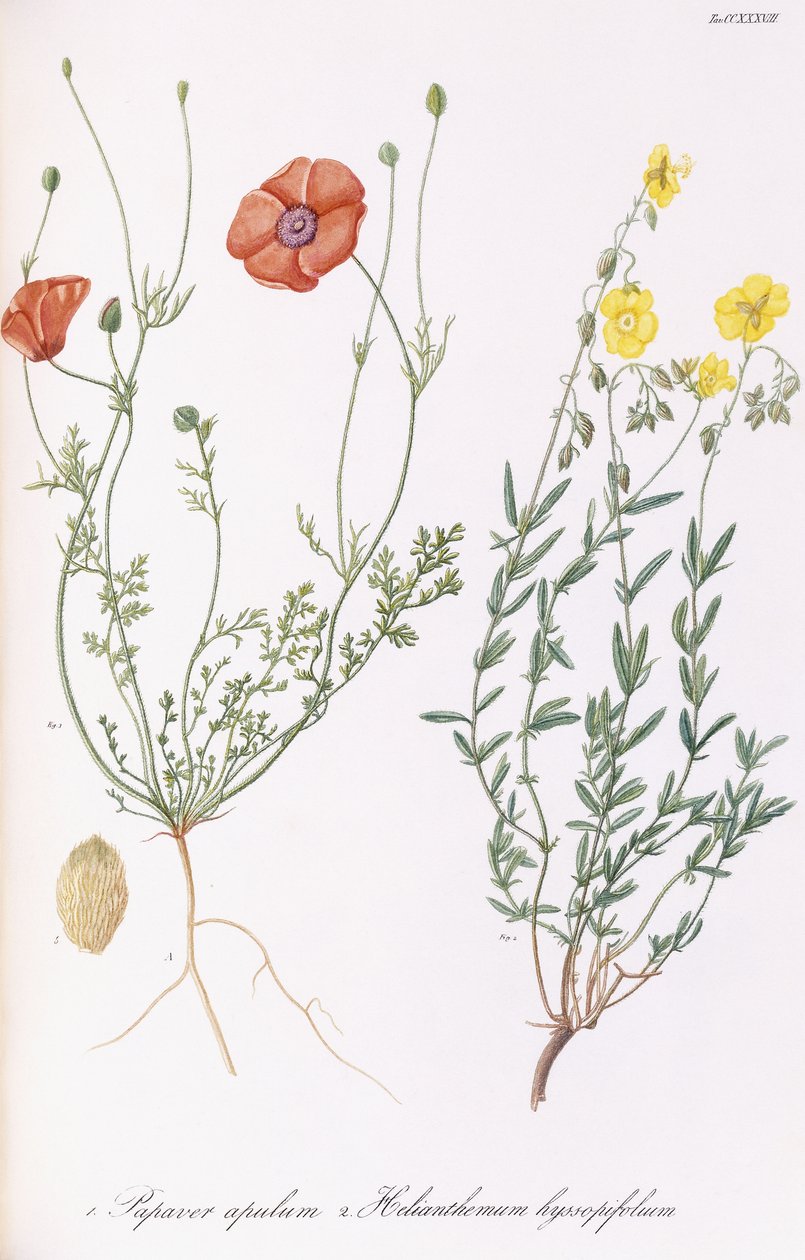 Valmueapule og Helianthemum hyssopifol, 1811-1838 af Italian School