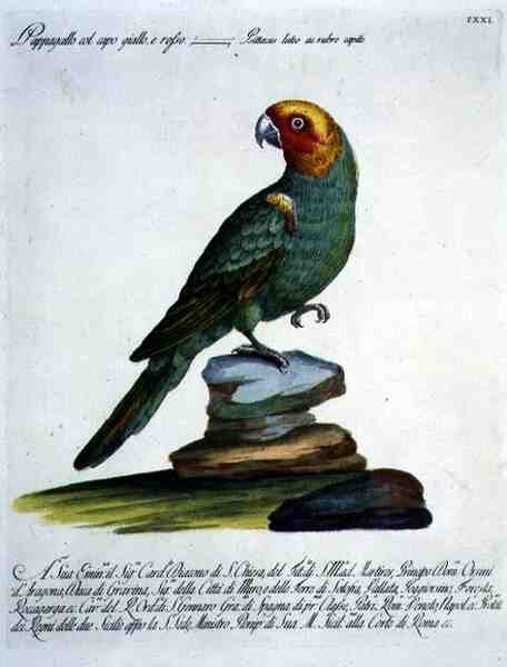 Papegøje, ca. 1767-76 (håndfarvet gravering) af Italian School