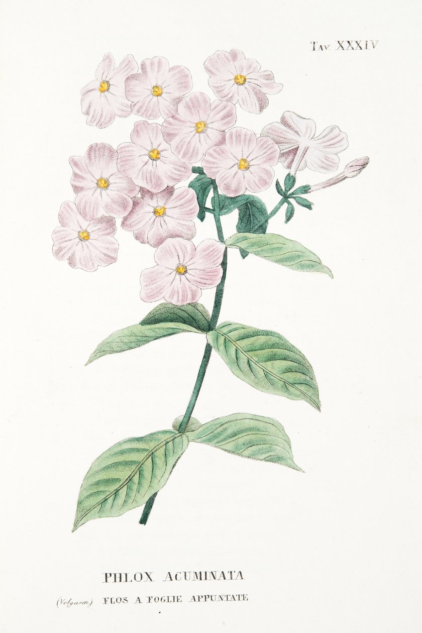 Phlox Acuminata, plade XXXIV, fra L "Antotrofia Ossia La Coltivazione De" Fiori af Antonio Piccioli, pub.1834 af Italian School