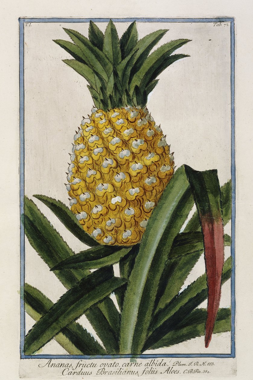 Ananas, 1772-1784 af Italian School