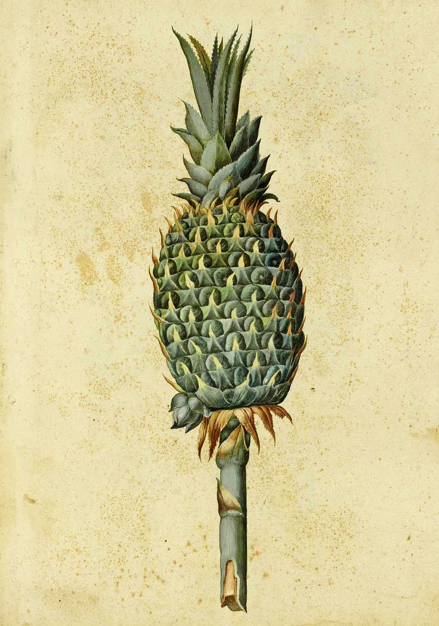 Ananas af Ulisse Aldrovandi af Italian School