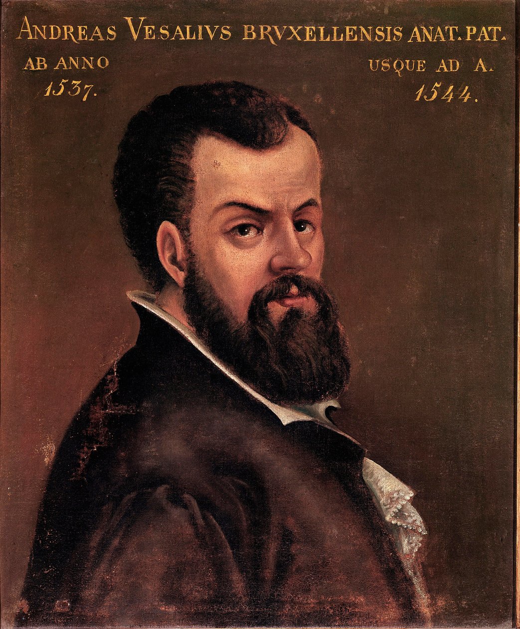 Portræt af Andre Vesale (Andreas Vesalius) (1514-1564), anatom og læge af Charles V anonymt maleri af den italienske skole. 1500-tallet Padua, Universitet af Italian School