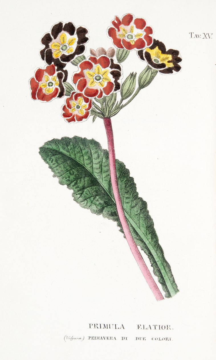 Primula Elatior, plade XV, fra L "Antotrophy or Cultivation De" Fiori af Antonio Piccioli, pub. 1834 af Italian School