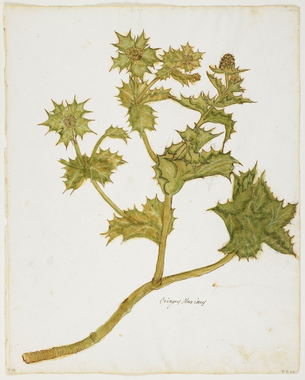 Sea Holly (Eringium Maritimum) (wc & tempera på papir) af Italian School