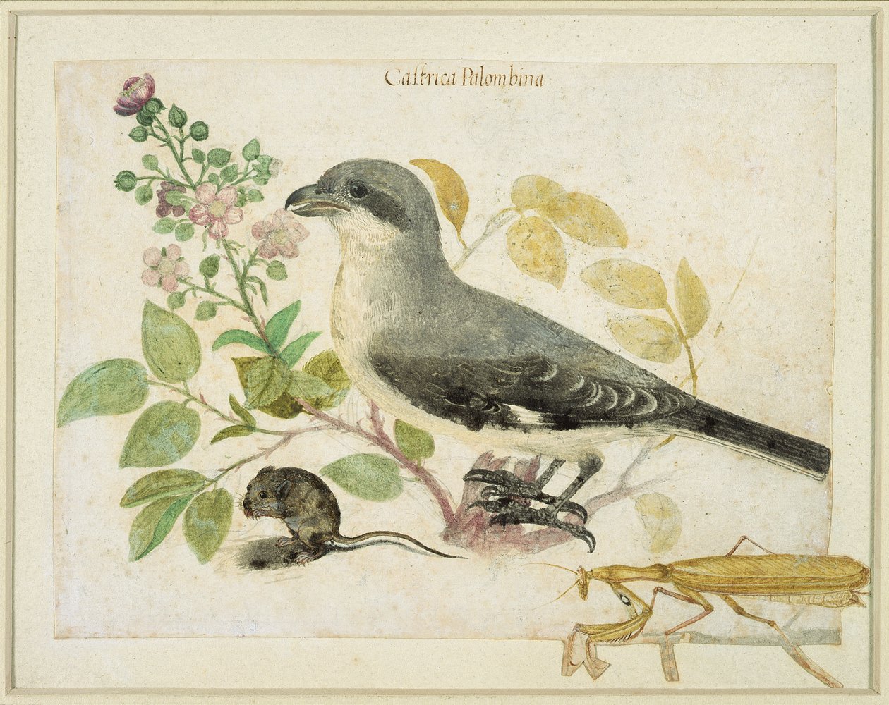 Shrike and a Praying Mantis (wc på papir) (til Cassiano dal Pozzo Paper Museum) af Italian School