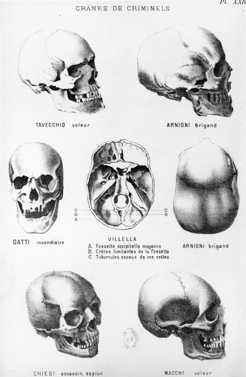 Skulls of Murderers, fra LHomme Criminel af Cesare Lombroso (1835-1909), udgivet af Felix Alcan, 1887 af Italian School