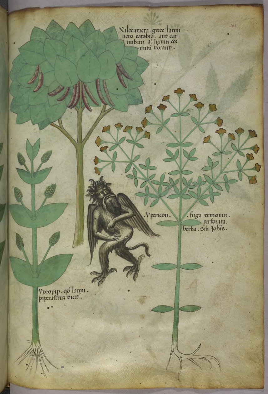 Sloane 4016 f.103 Miniature af planter og en dæmon: urten Ypericon, angiveligt frastødt dæmoner, fra 