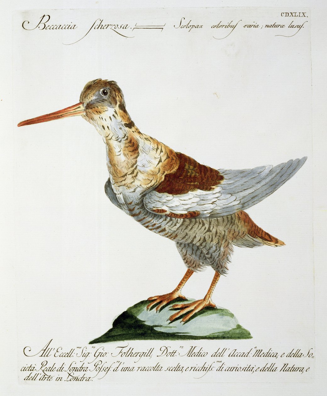 Snipe, ca. 1767-76 (håndfarvet gravering) af Italian School