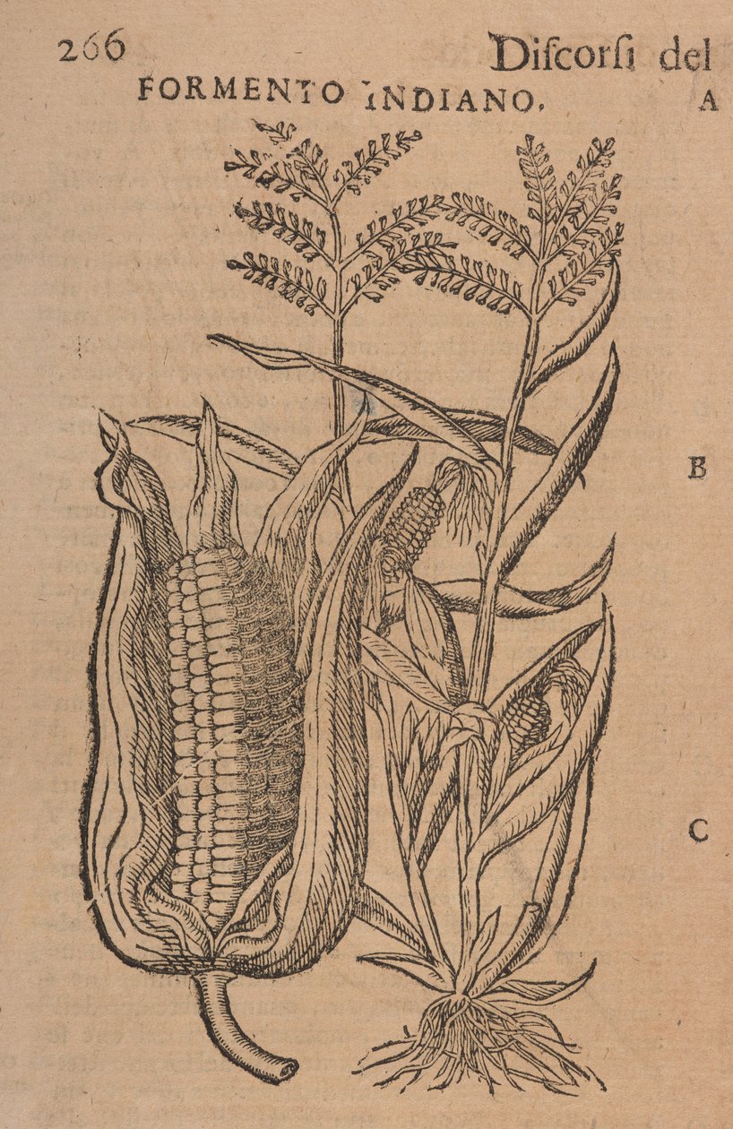Taler af M. P. A. Matthioli, rettet og forstærket. Med figurer hentet fra naturlige, levende planter og dyr, i et meget større antal end de andre trykt senere, s.266 af Italian School