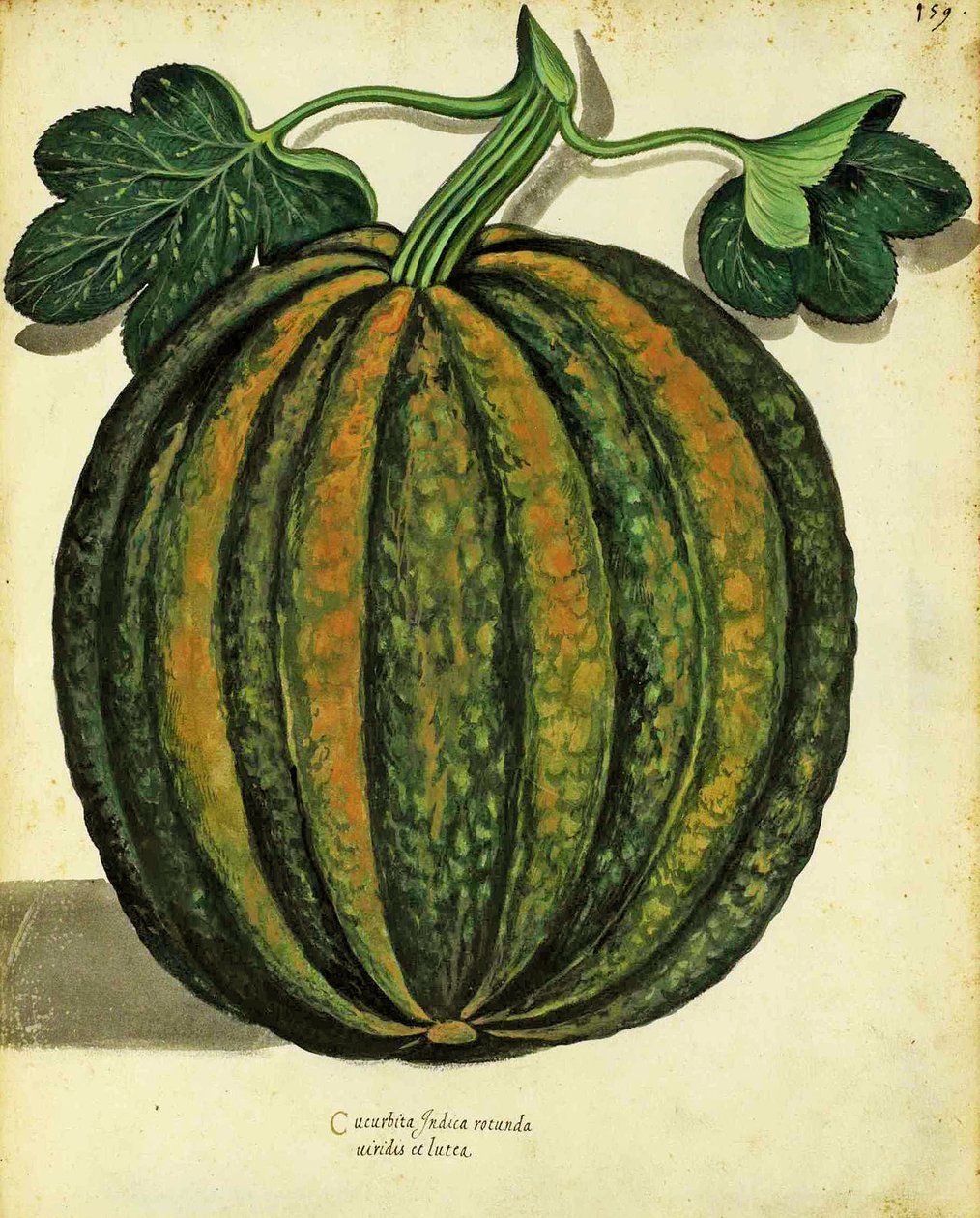 Squash af Ulisse Aldrovandi (1522 - 1605) tallerken udgivet i Piante Fiori Frutti (håndfarvet gravering). af Italian School