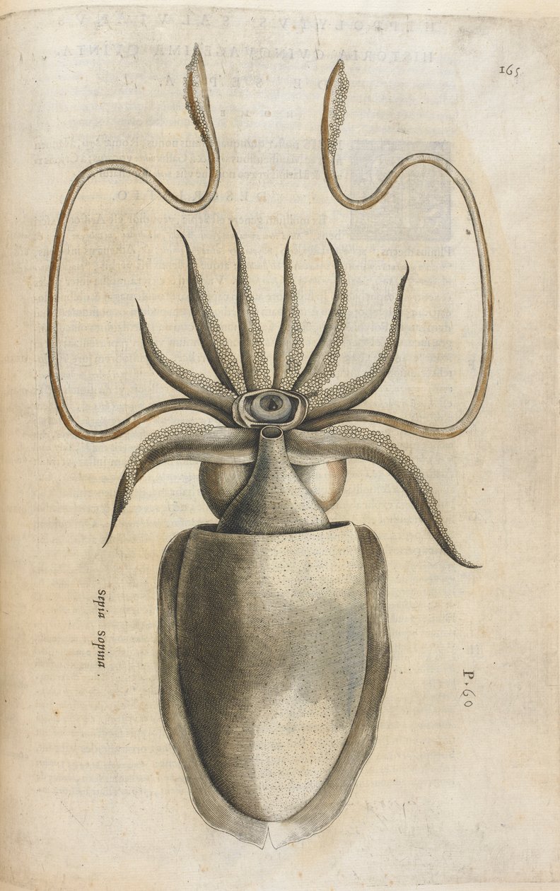 Blæksprutte, illustration fra 