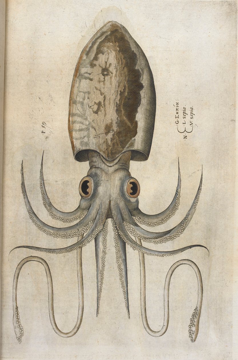 Blæksprutte, illustration fra 