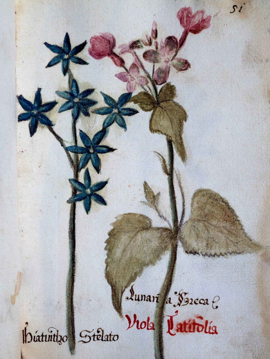 Starry Hyacinth and Viola rubella var latifolia fra Delineation of Flowers of Villa Vendramin af Italian School