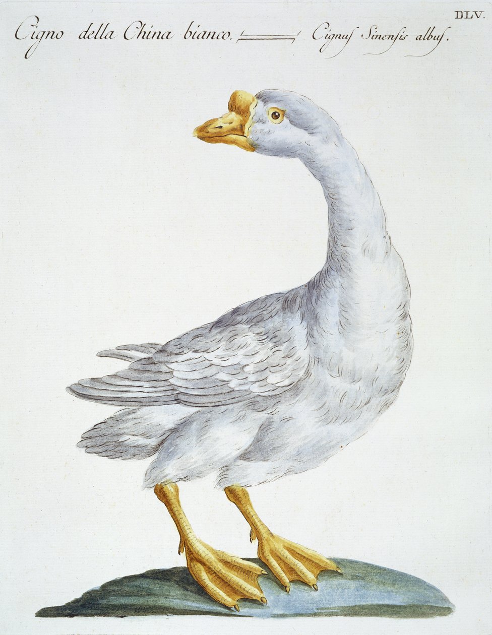 Svane, ca. 1767-76 (håndfarvet gravering) af Italian School