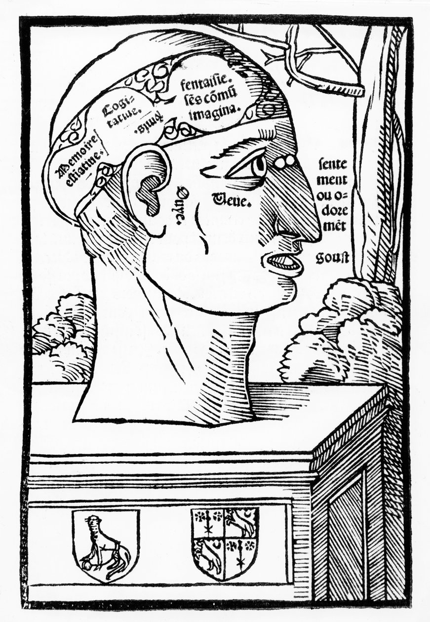 The Brain and Human Facultys, fra Anatomia Mundini, fransk udgave, udgivet 1537 af Italian School