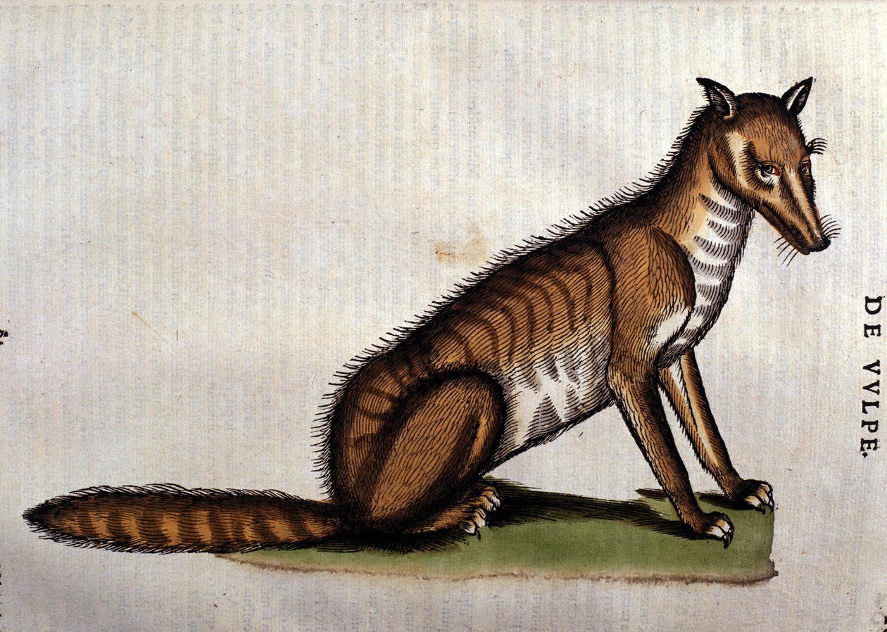 Ræven, illustration fra lHistoria Aminalium af Conrad Gesner, 1560 af Italian School