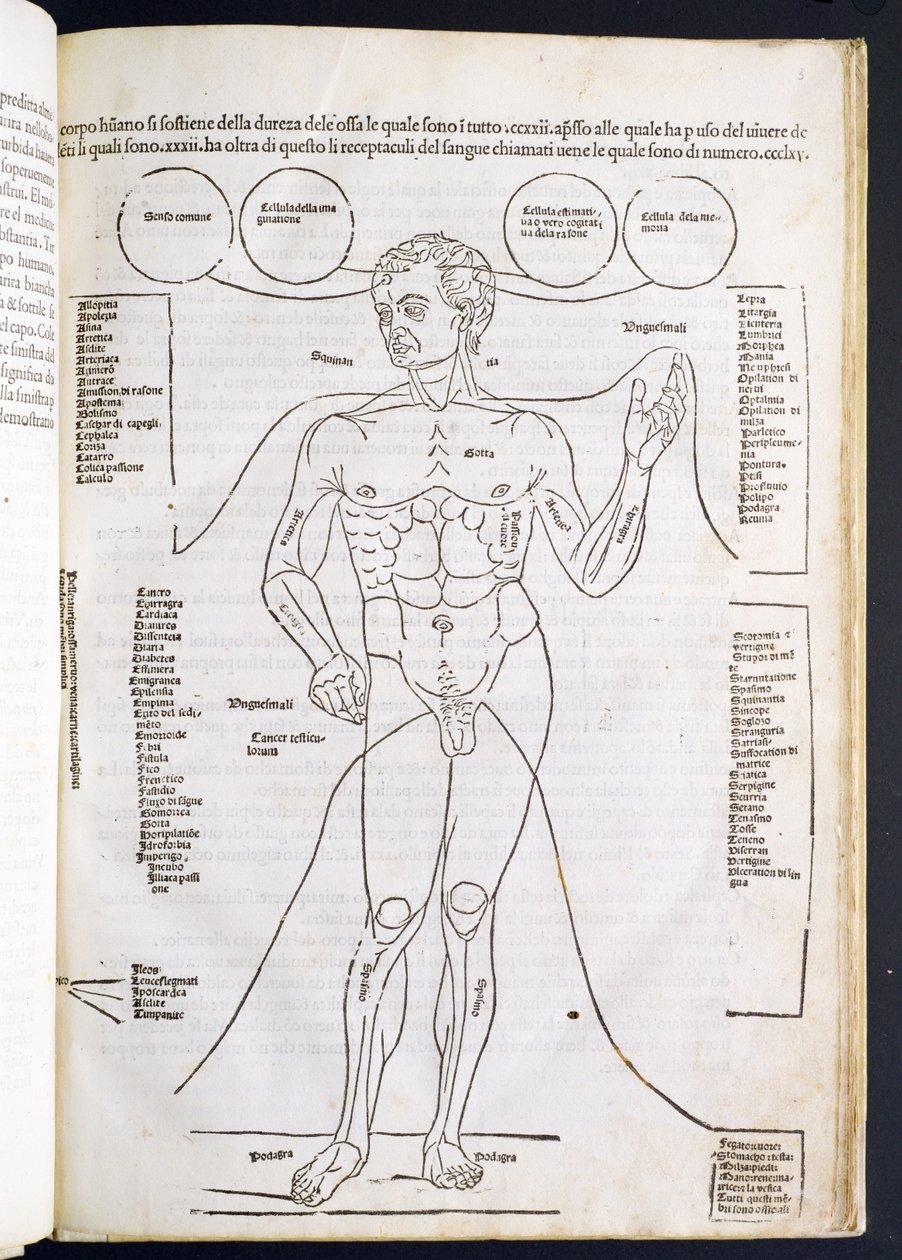 Den mandlige anatomi, fra Fascilulus Medicinae af Johannes de Ketham (d.c.1490) 15.-16. århundrede af Italian School