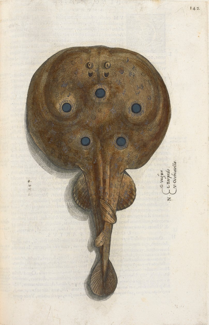 Torpedofisk, illustration fra 