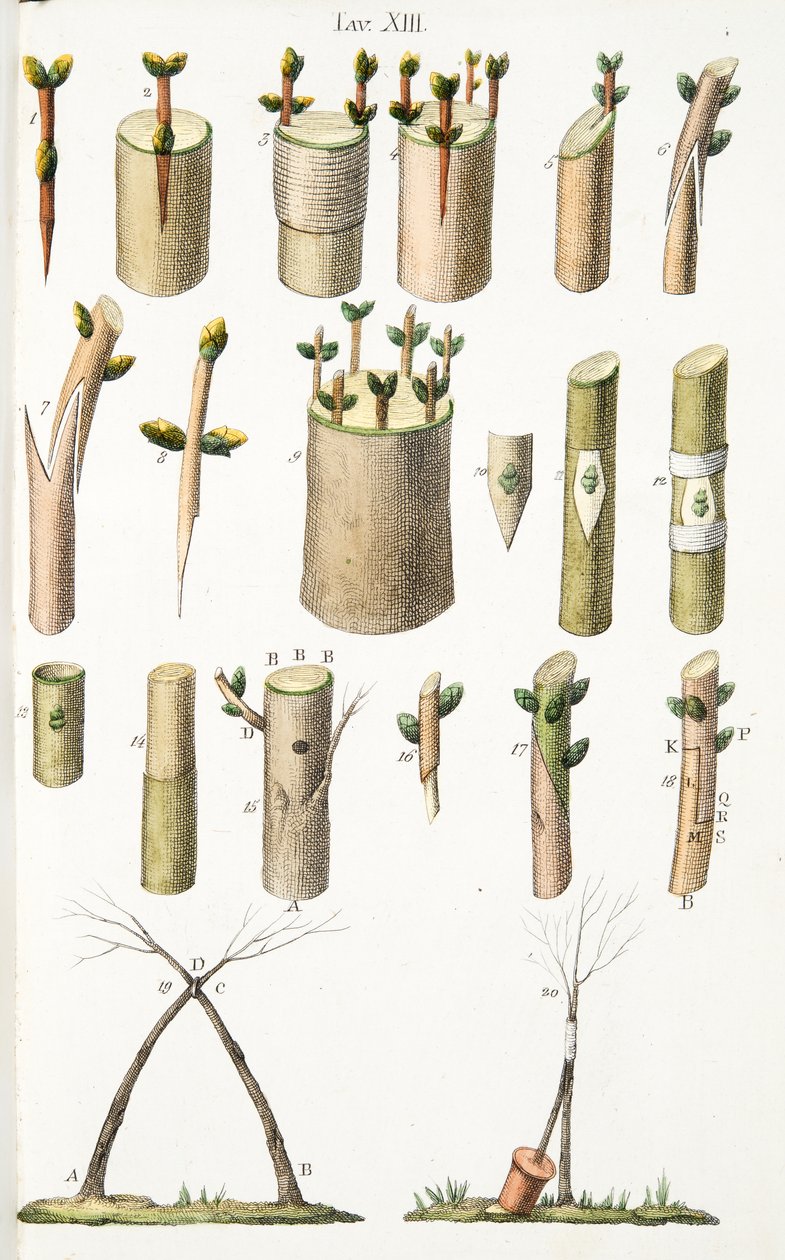 Forskellige eksempler på podning af frugttræer, plade XIV, fra LAntotrofia Ossia La Coltivazione DeFiori af Antonio Piccioli, pub.1834 af Italian School