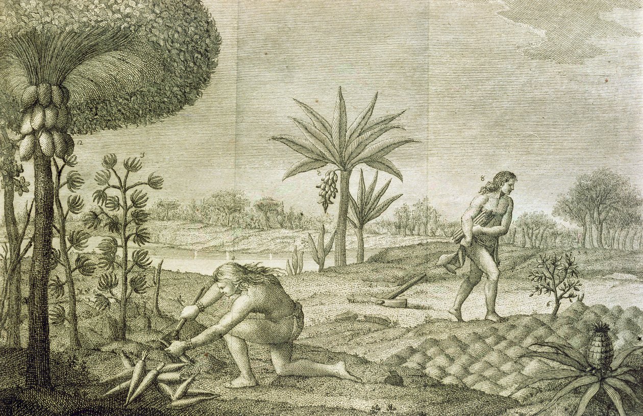 Forskellige vegetabilske afgrøder af indianerne i bassinerne i Orinoco og Amazonas (Maranon) af Italian School