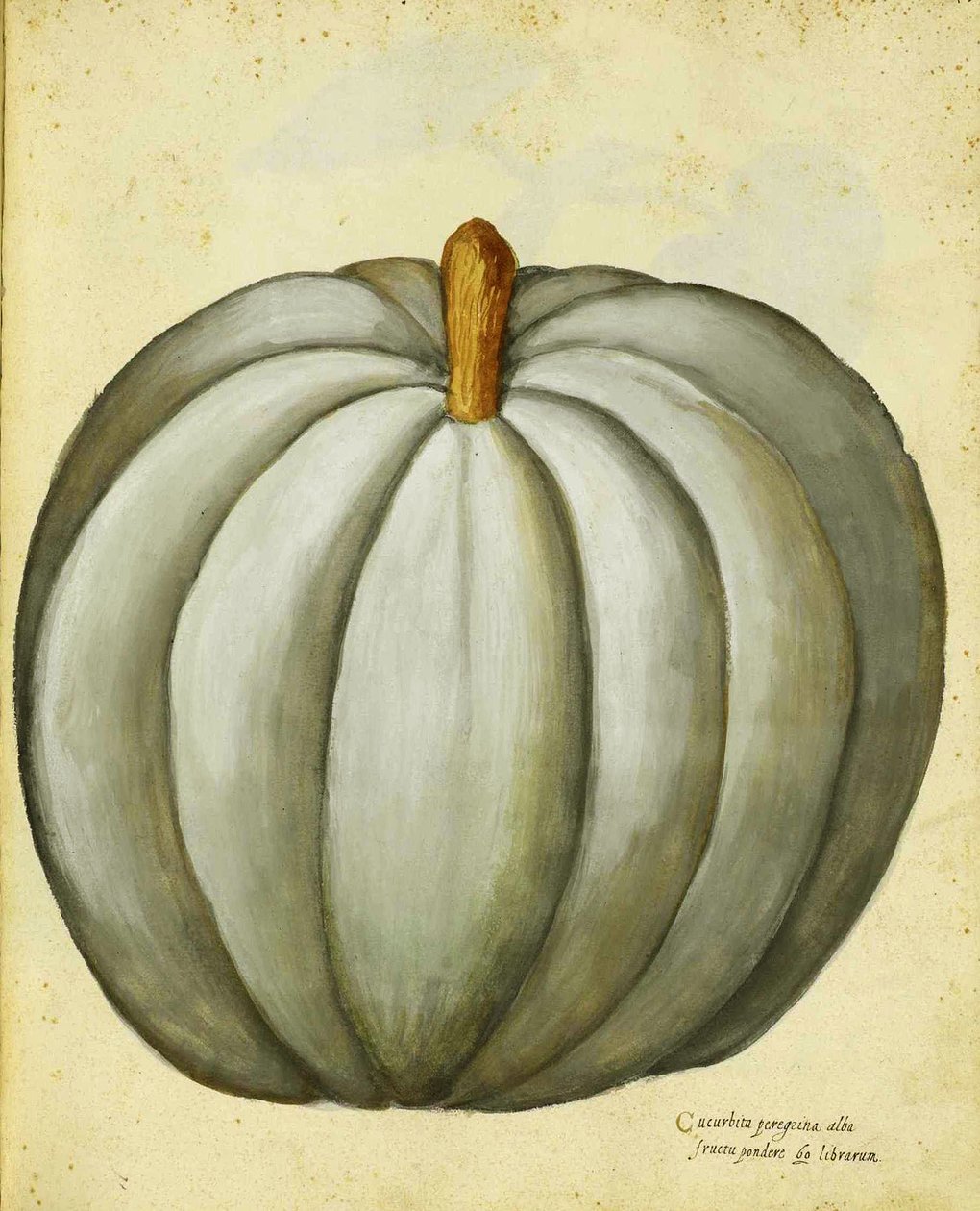 White Squash af Ulisse Aldrovandi af Italian School