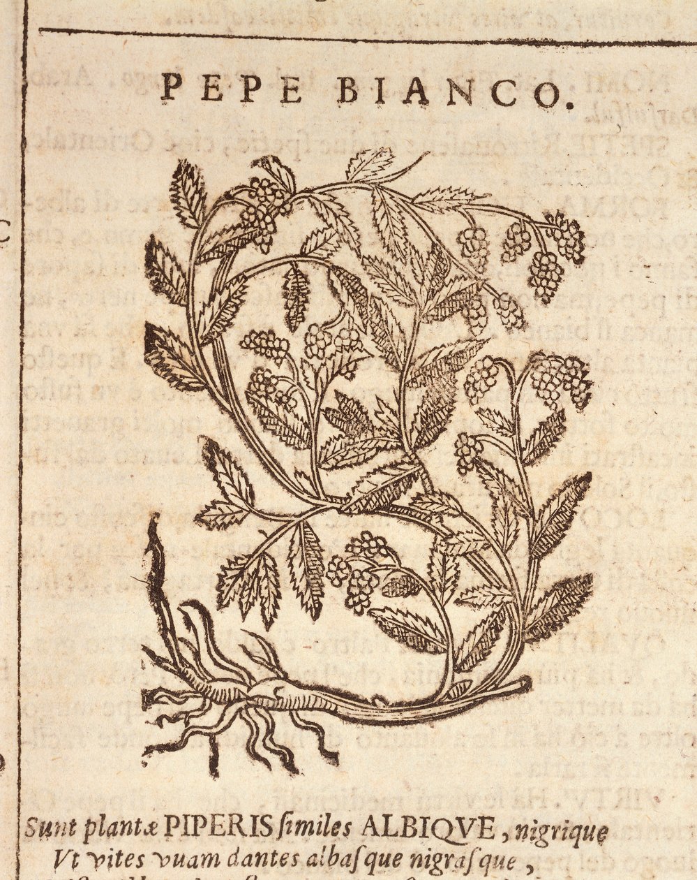 Hvid peber fra sort peberplante (Piper nigrum), gravering af Castore Durante af Italian School