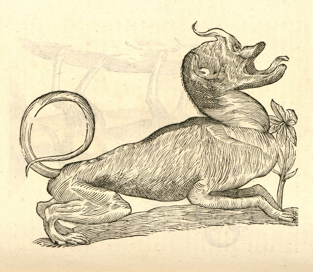 illustration af Canis monstroso capite fra Aldrovandis History of Monsters, 1642 af Italian School