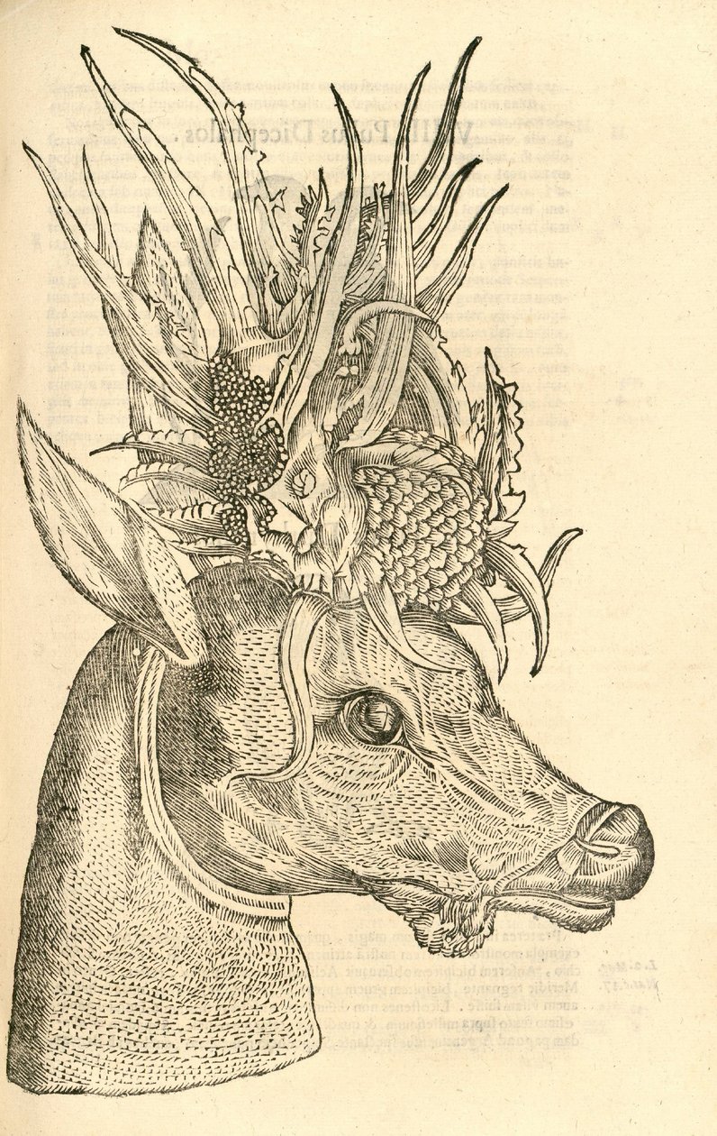 illustration af Capreolus Polyceros fra Aldrovandis History of Monsters, 1642 af Italian School