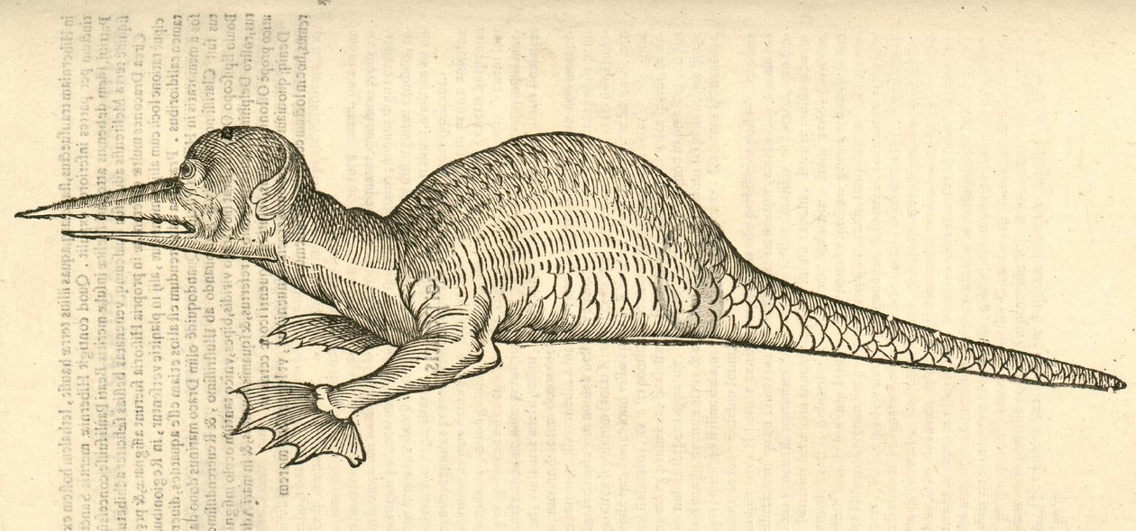 illustration af Draco marinus monophthalmos bipes fra Aldrovandis History of Monsters, 1642 af Italian School