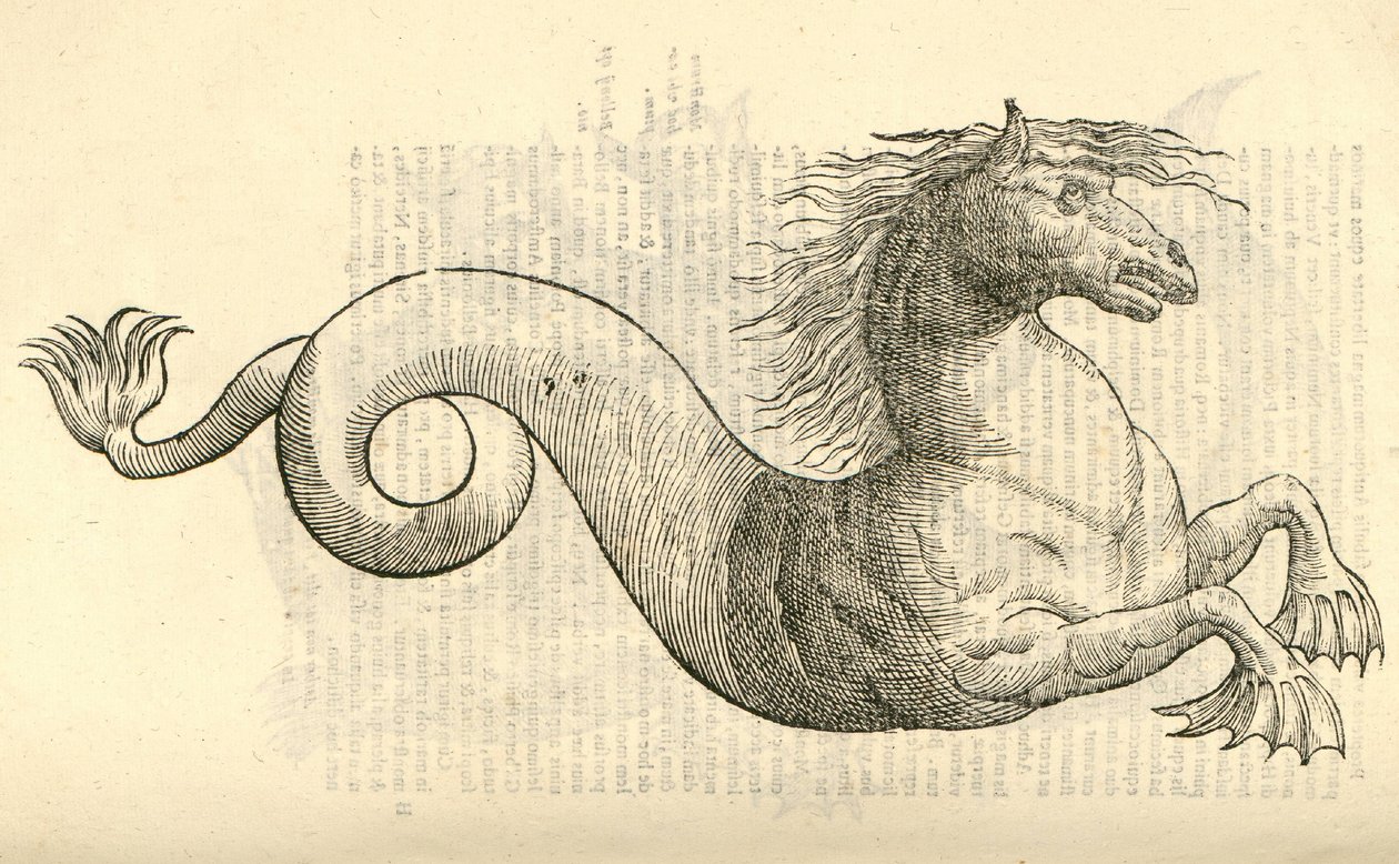 illustration af Equus marinus monstrosus fra Aldrovandis History of Monsters, 1642 af Italian School