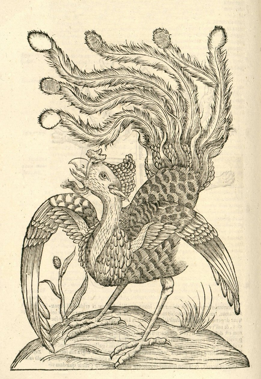 illustration af Gallus Indicus auritus tridactylus fra Aldrovandis History of Monsters, 1642 af Italian School