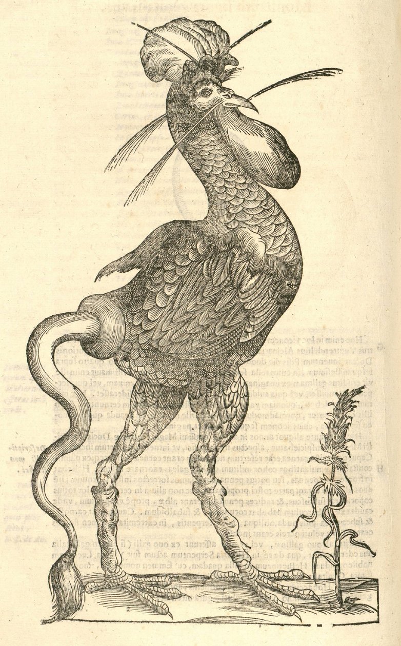 illustration af Gallus monstrosus fra Aldrovandis History of Monsters, 1642 af Italian School