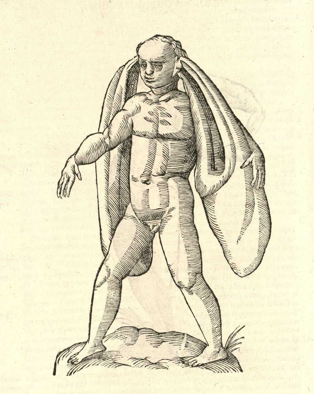 illustration af Homo Fanesius auritus fra Aldrovandis History of Monsters, 1642 af Italian School