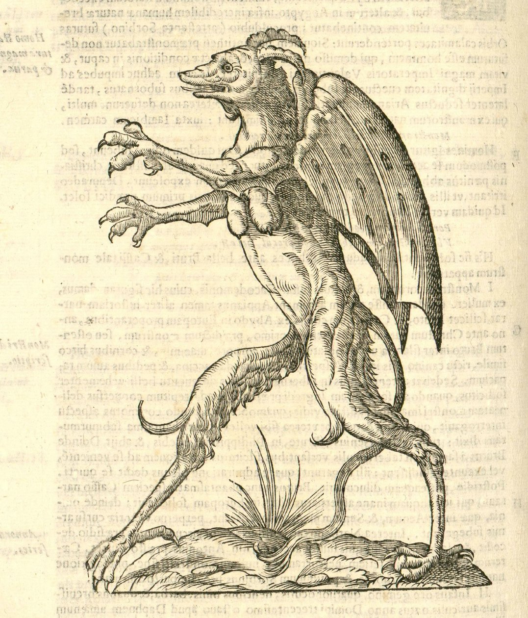 illustration af et bevinget og hornet monster som en dæmon fra Aldrovandis History of Monsters, 1642 af Italian School