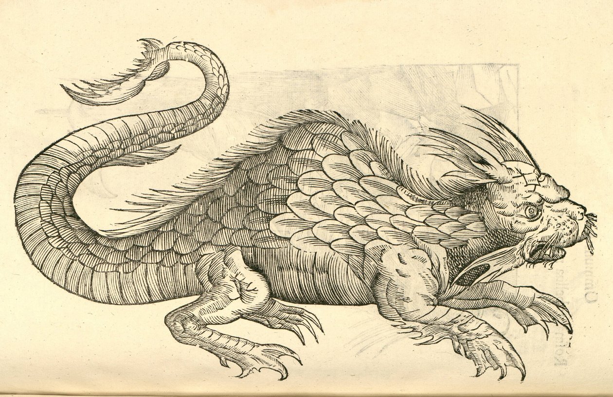 illustration af Orobonis Piscis-billeder fra Aldrovandis History of Monsters, 1642 af Italian School