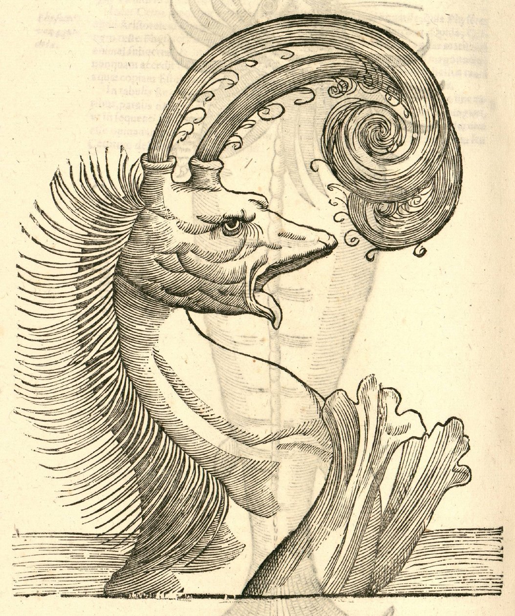 illustration af Pseudophyseter fra Aldrovandis History of Monsters, 1642 af Italian School