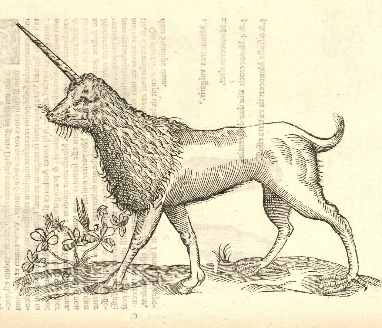 illustration af en Camphurch fra Aldrovandis History of Monsters, 1642 af Italian School