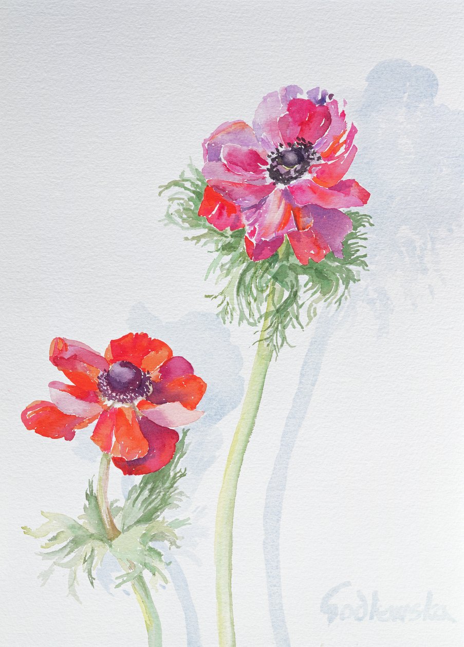 Anemone, 1998 (wc på papir) (se 124451) af Izabella Godlewska de Aranda