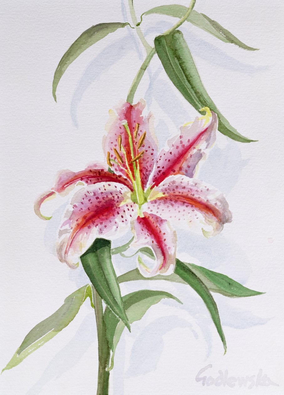 Lily, 1998 (wc på papir) (se også 124443 & 124445) af Izabella Godlewska de Aranda