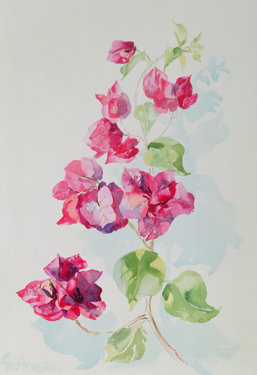 nr. 2 Bougainvillea Red (wc) af Izabella Godlewska de Aranda
