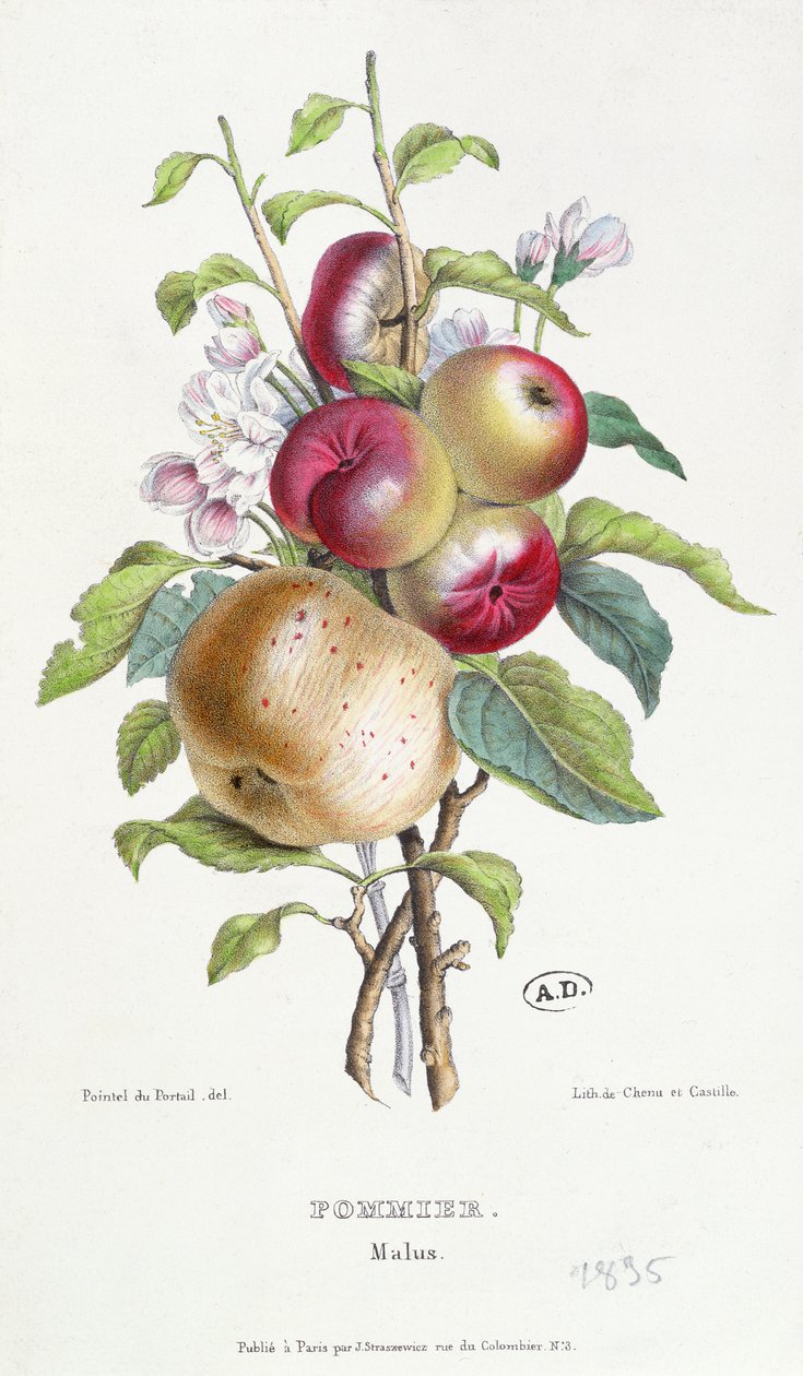 Æbletræ (Malus), ca. 1835 af J. B. Pointel du Portail