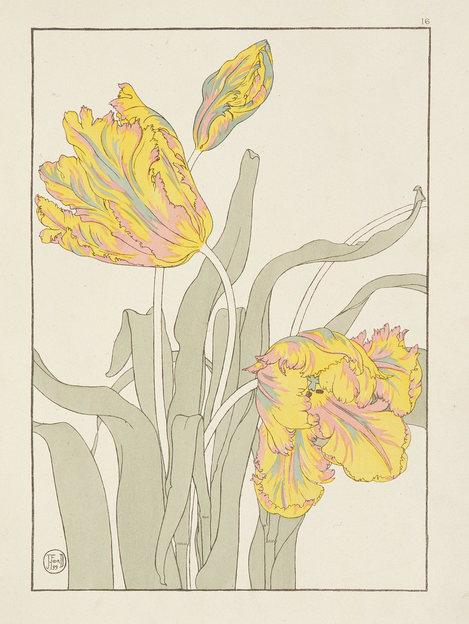 Tulipan af J. Foord (fl.1890) tallerken 16 fra Decorative Flower Studies pub. 1901, 1899 af J. Foord