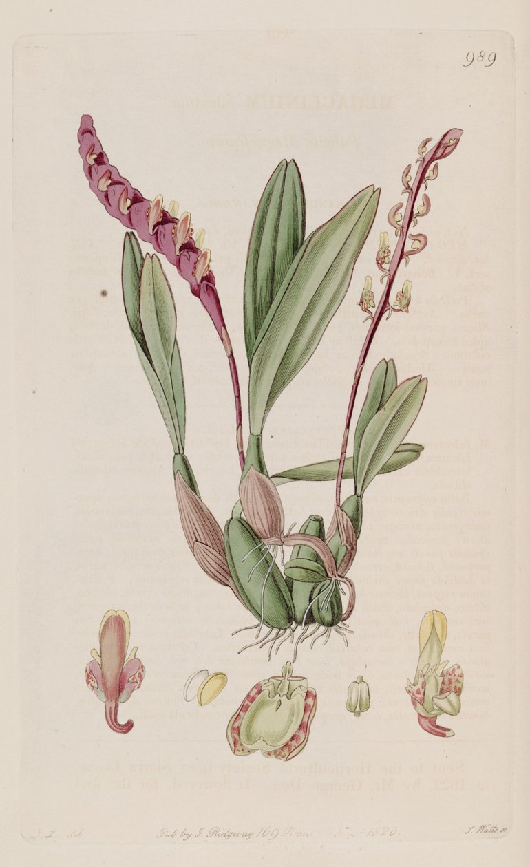 Illustration af Bulbophyllum falcatum (som syn. Megaclinium falcatum) af J. L.