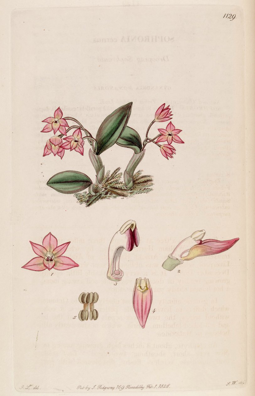 Illustration af Sophronitis cernua (som syn. Sophronia cernua) af J. L.