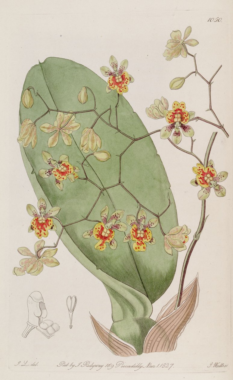 Illustration af Oncidium divaricatum af J. L. del.